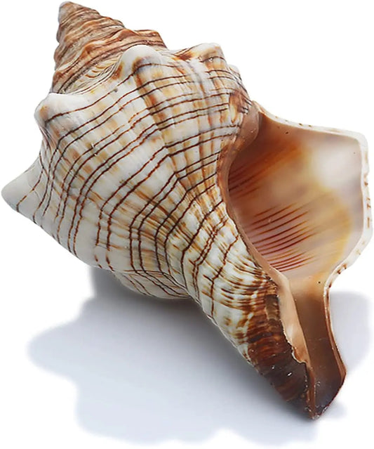 Large Striped Fox Conch Sea Shell - Perfect for Fish Tank, Wedding Decor, Beach Theme Party & Home Decor