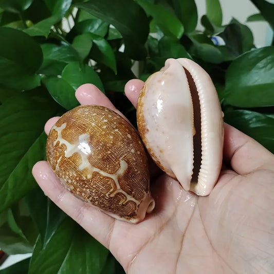 2 Pc Natural Cowrie Shell Set for Aquarium Decoration and Beach Collectibles