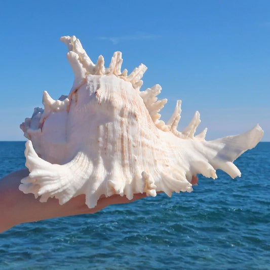 Large Murex Ramosus Shell - Natural Ocean Conch for Wedding Decor & Table Display