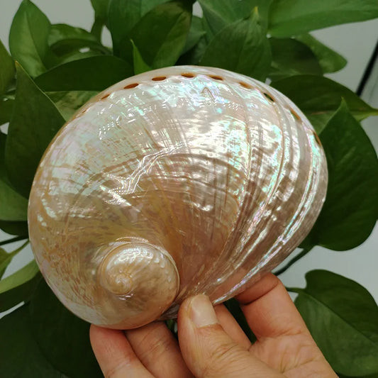Abalone Shell Smudging Kit - Australian White Shell for Meditation & Home Decor